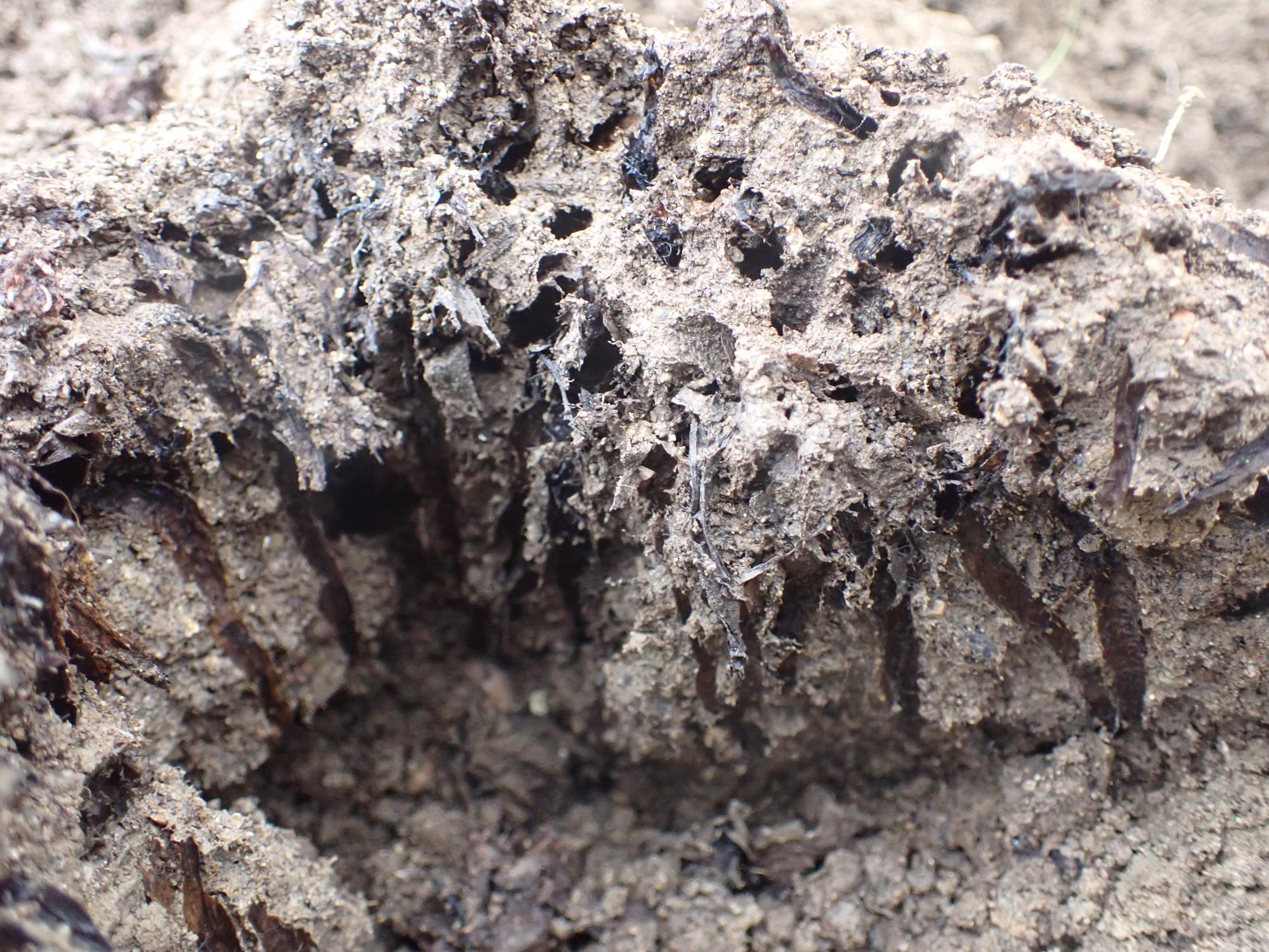 オニバスの根の残骸の写真