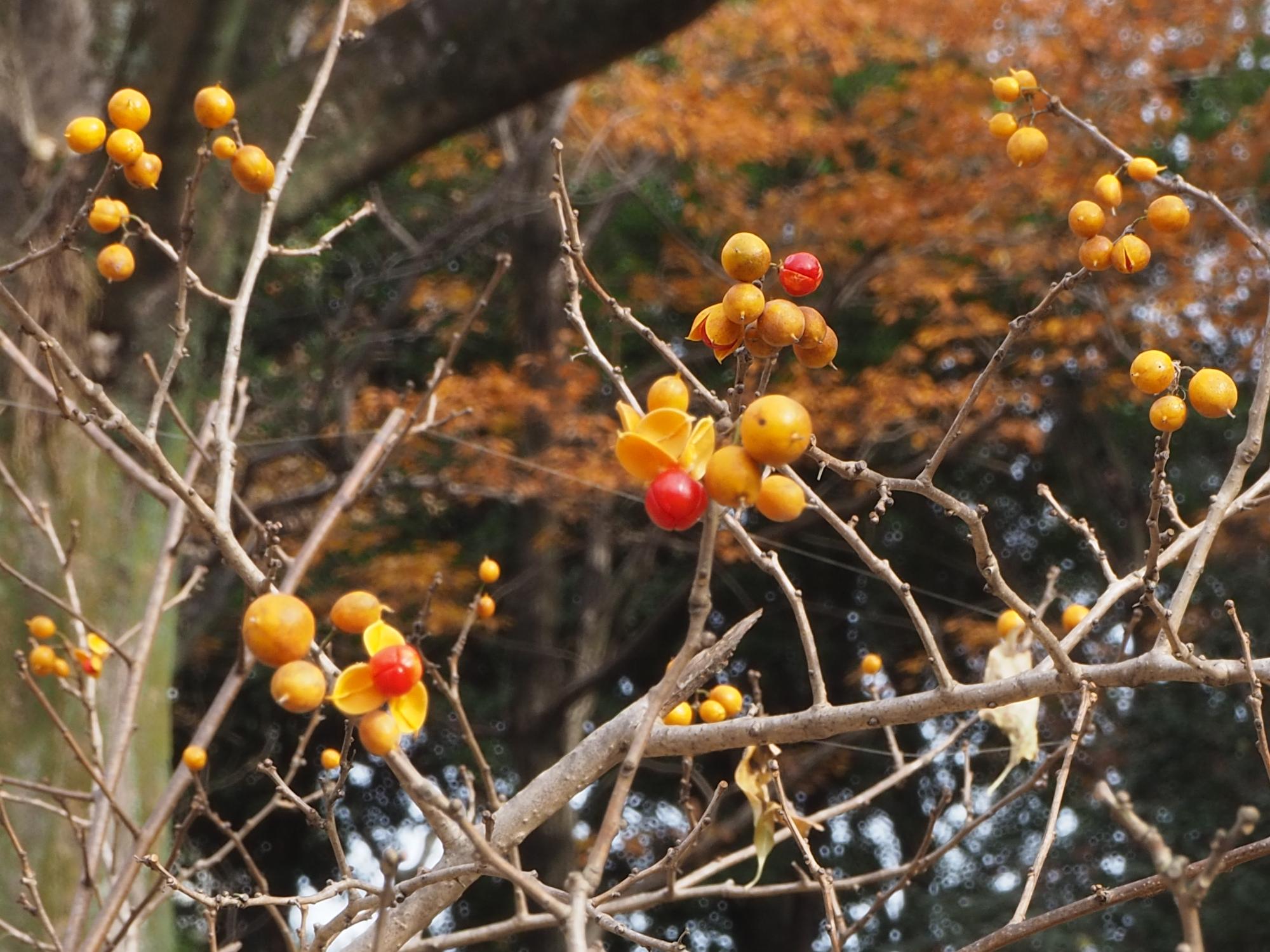 ツルウメモドキ