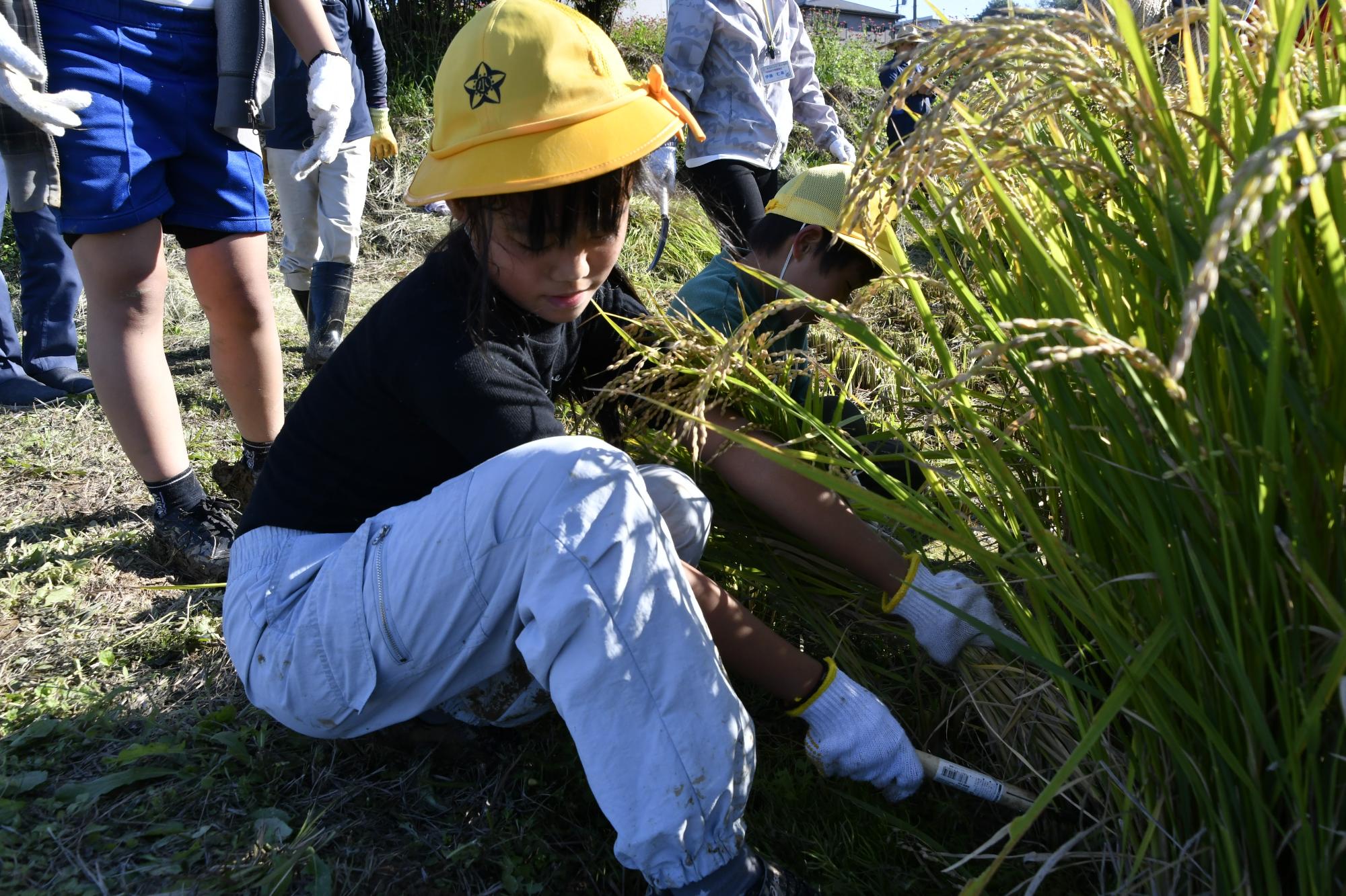 稲刈りをする児童