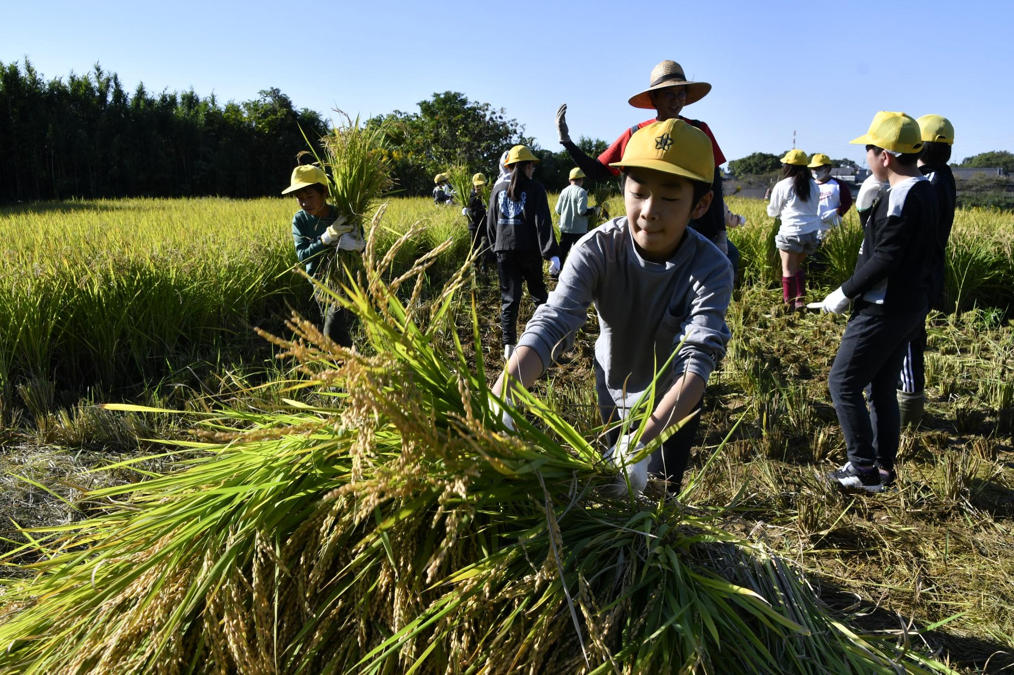 刈った稲を積む児童