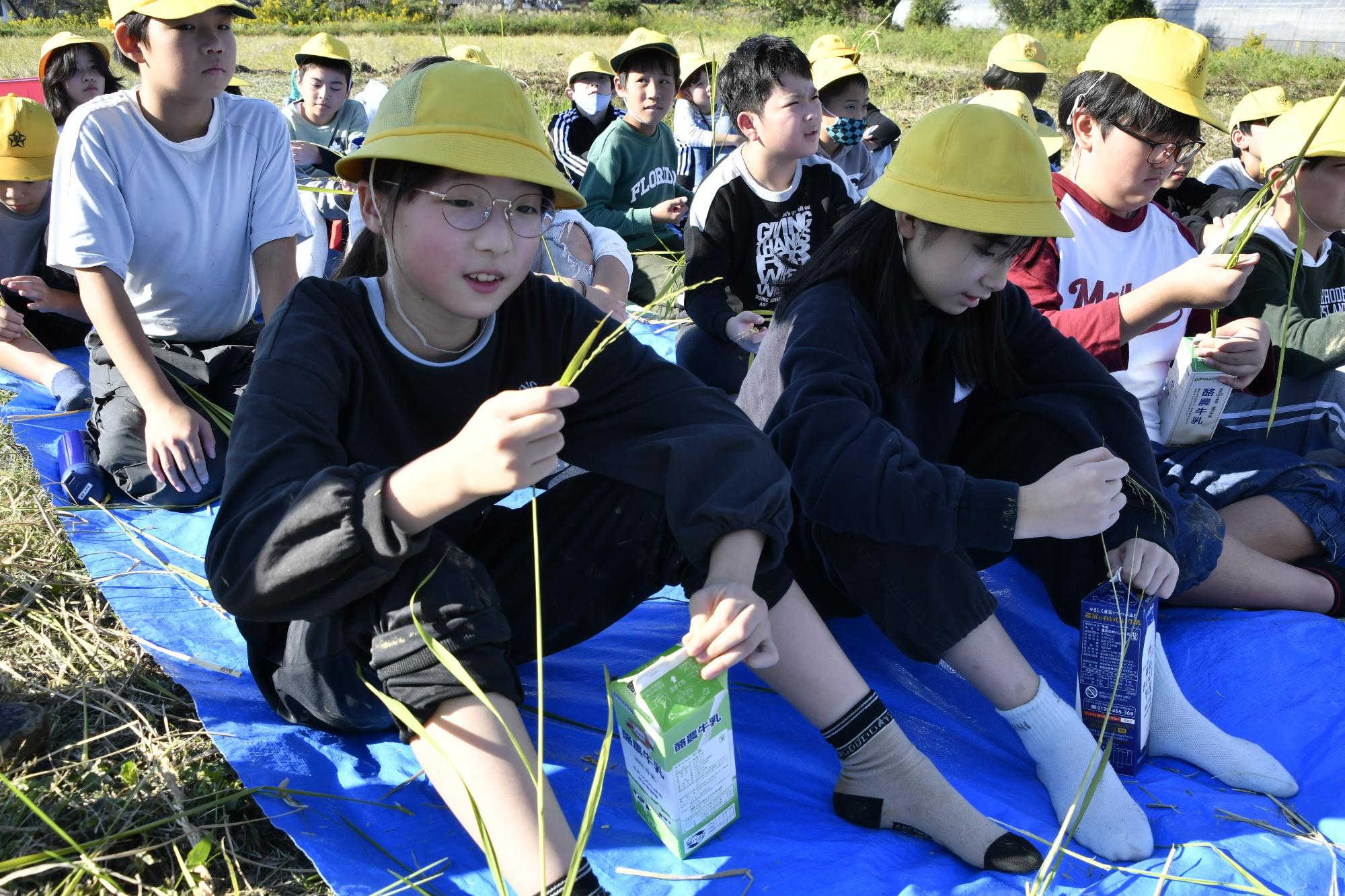 牛乳パックを使って脱穀する児童