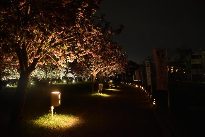 道沿いに並ぶ竹灯篭と照らされる夜桜