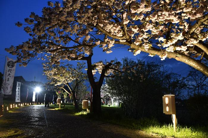照らされた夜桜と於大のみち