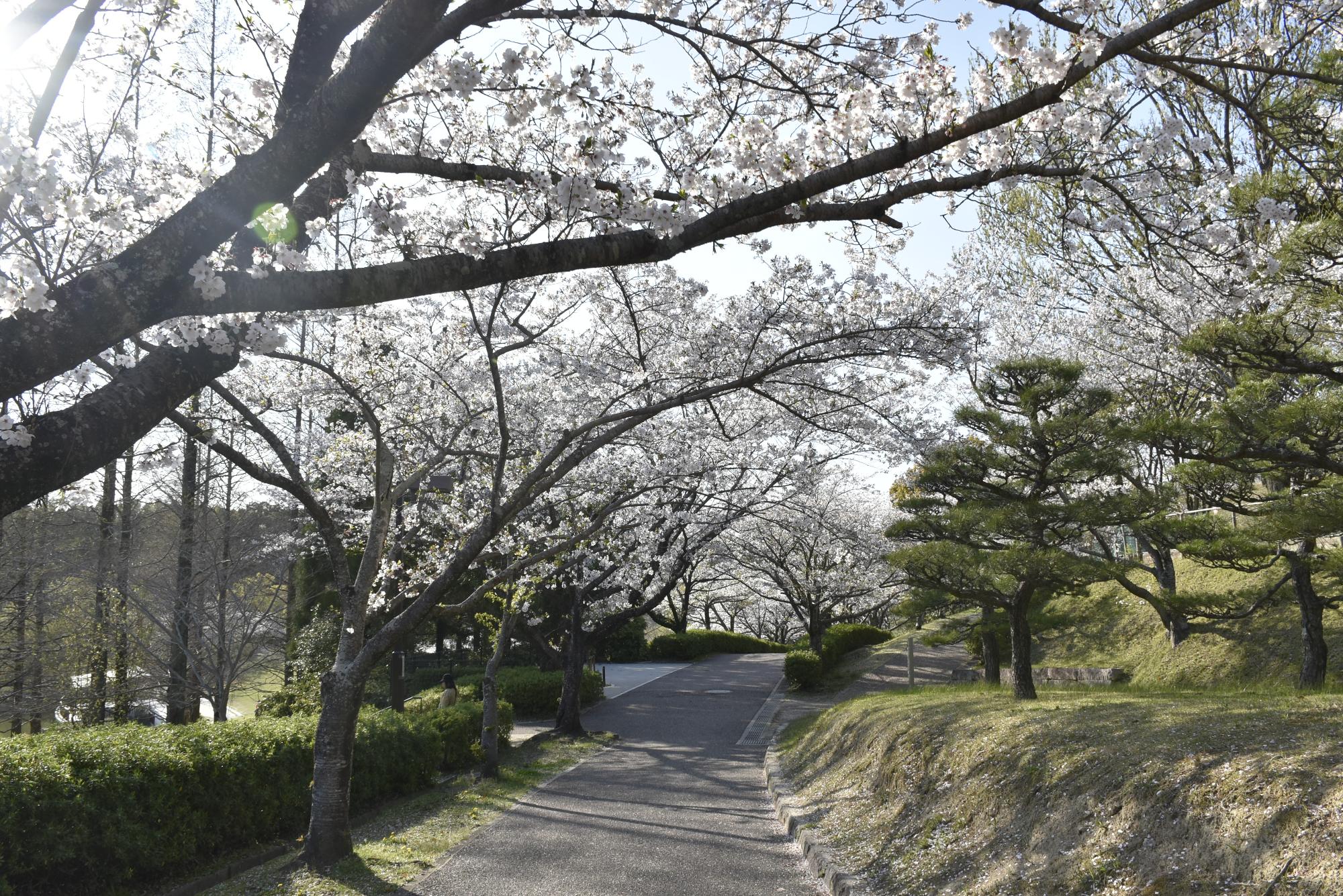 於大公園のサクラ