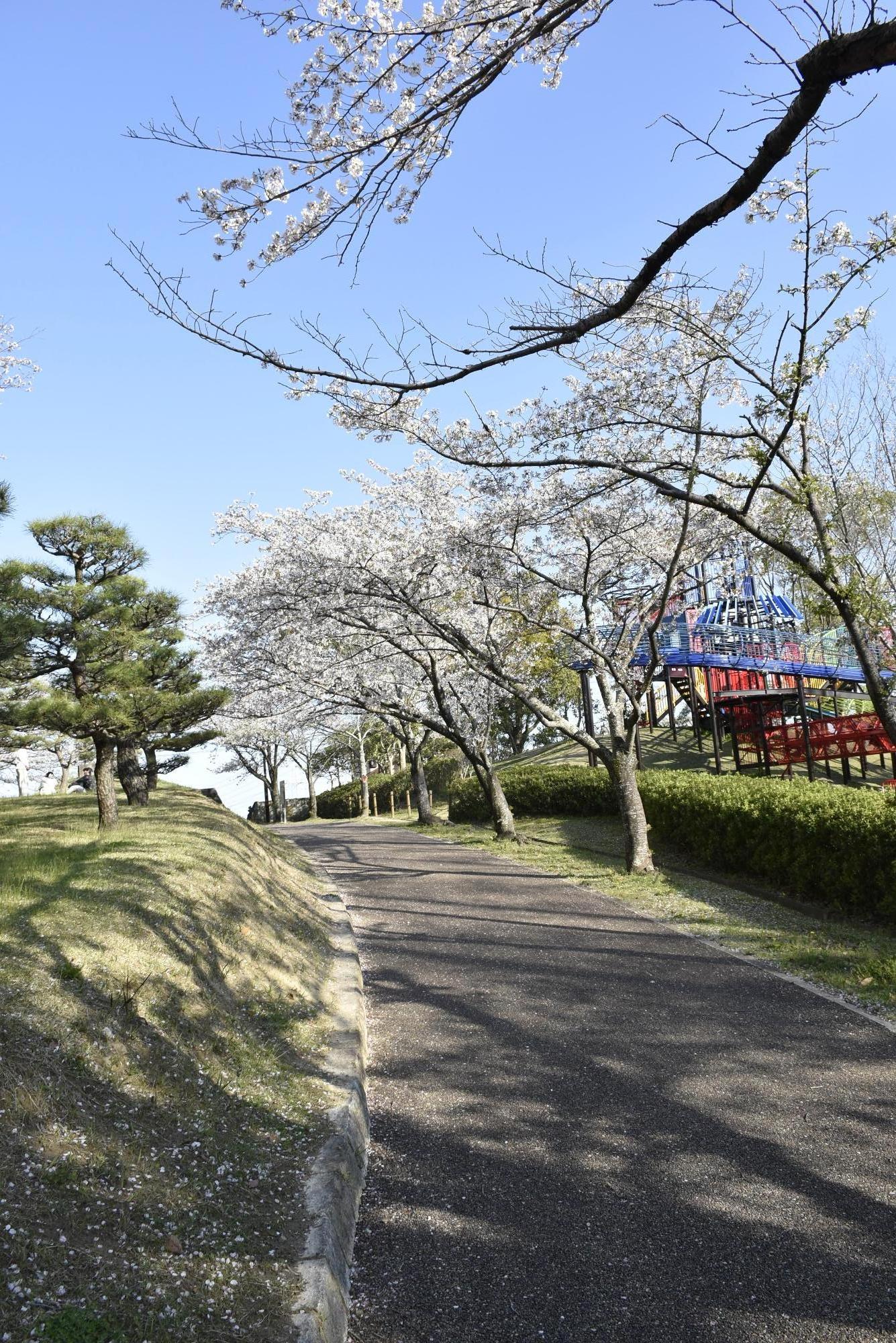 於大公園のサクラ