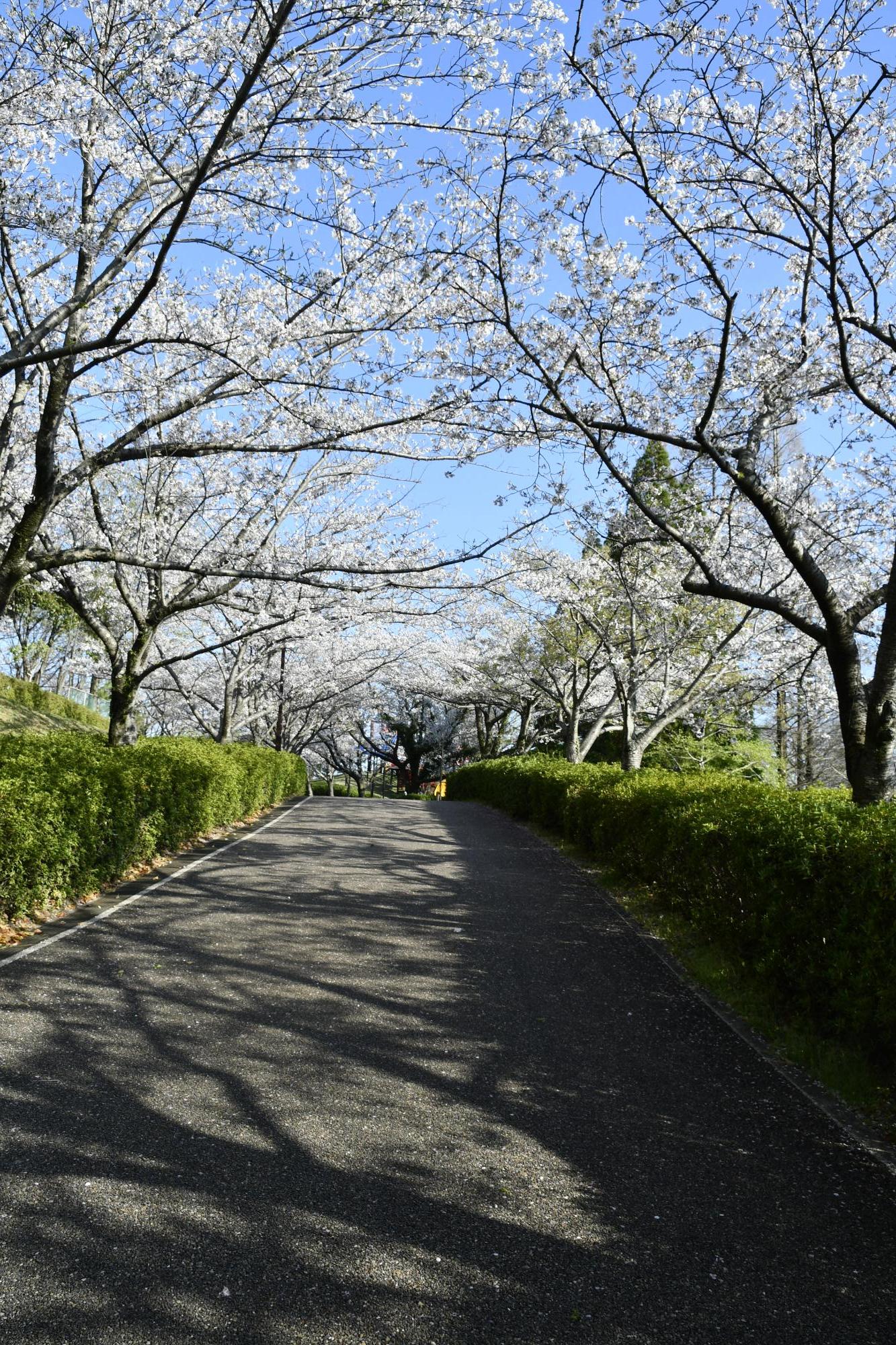 於大公園のサクラ