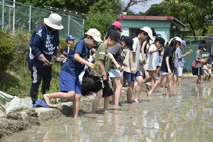 田んぼに恐る恐る入る児童たち