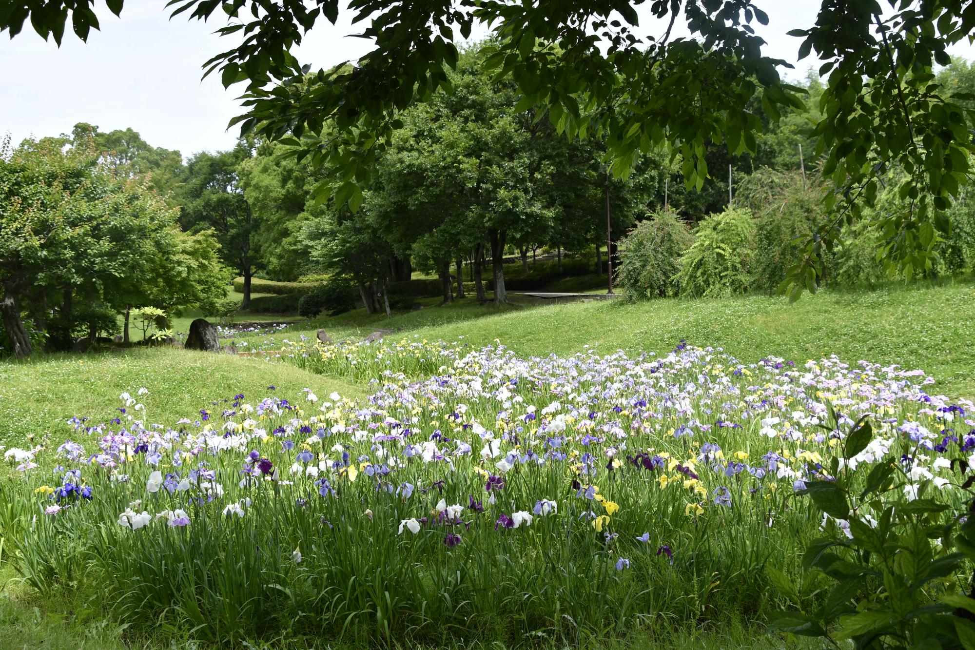 於大公園の菖蒲園の花しょうぶ