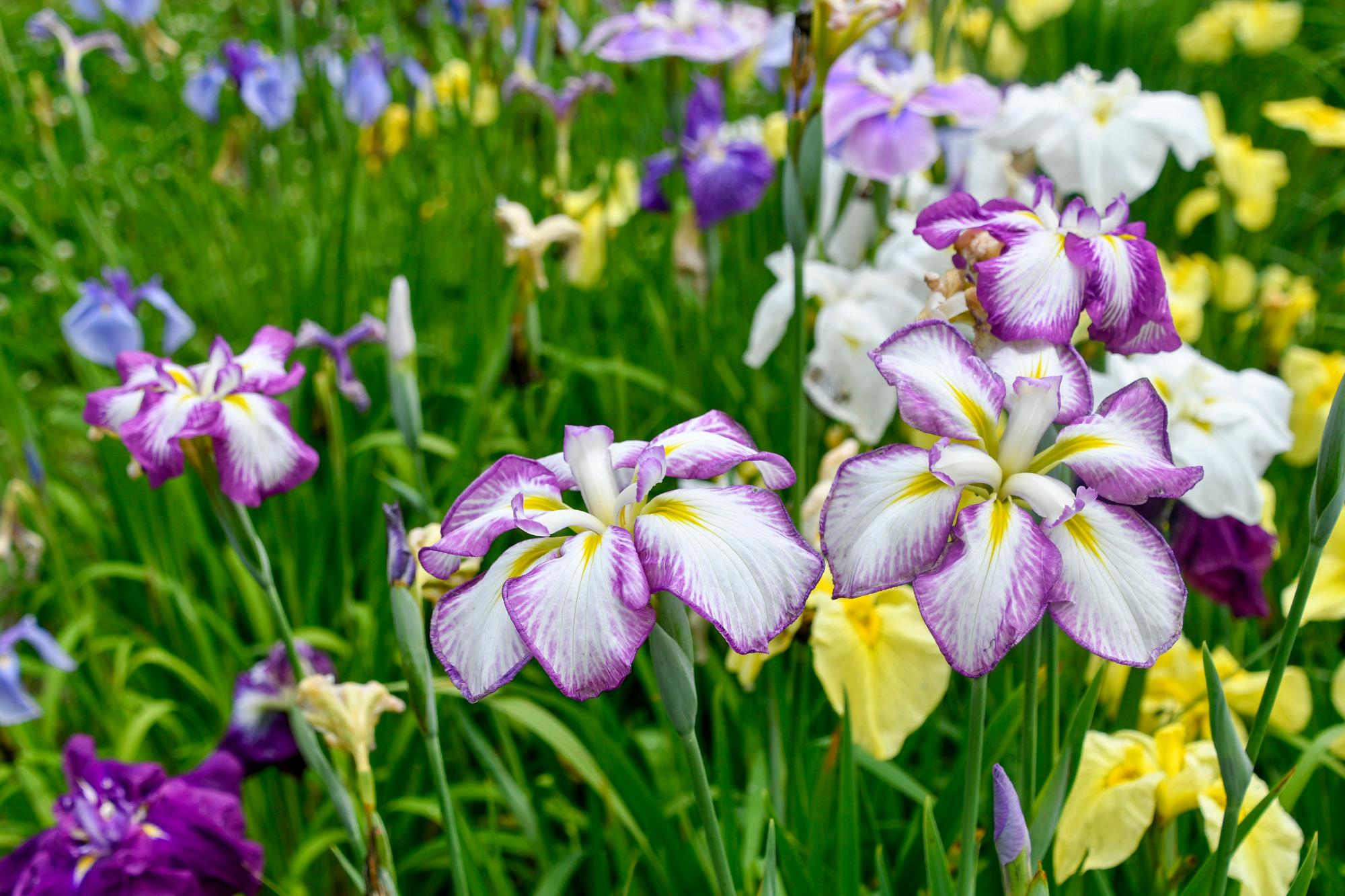 於大公園の菖蒲園で咲く花しょうぶ