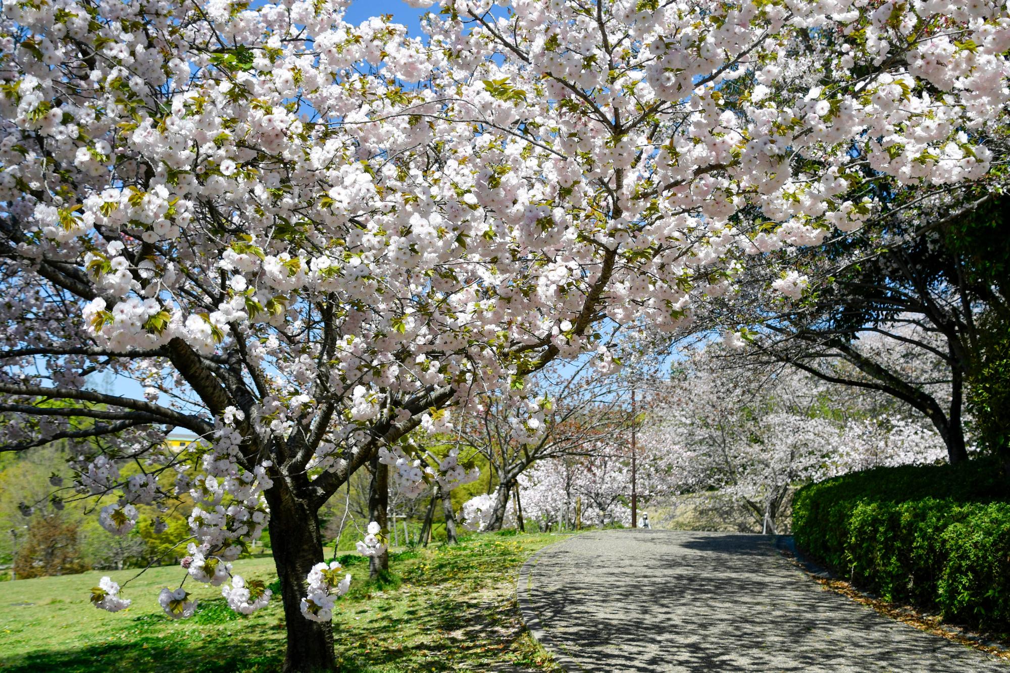 於大公園の八重桜