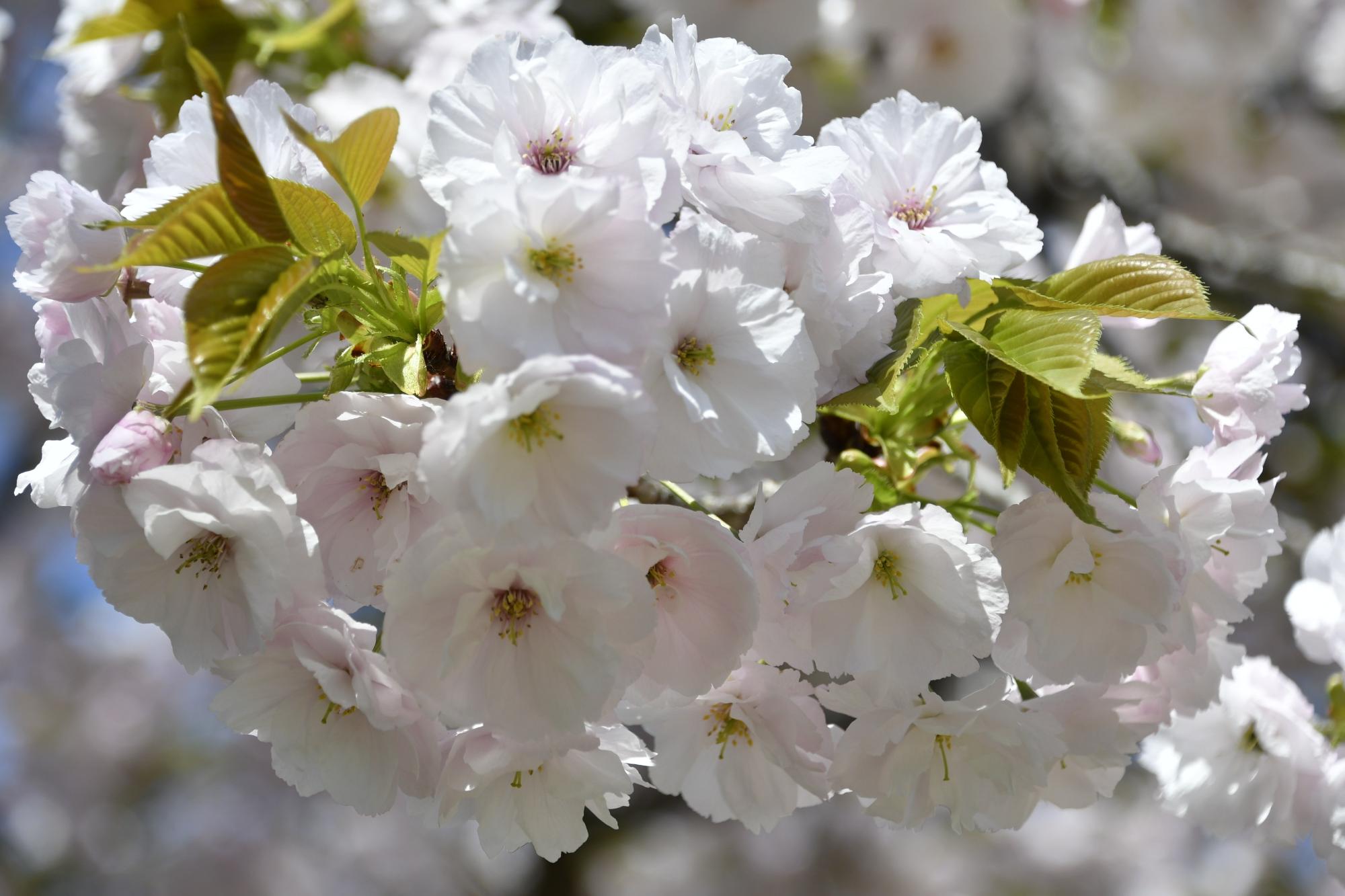 於大公園の八重桜