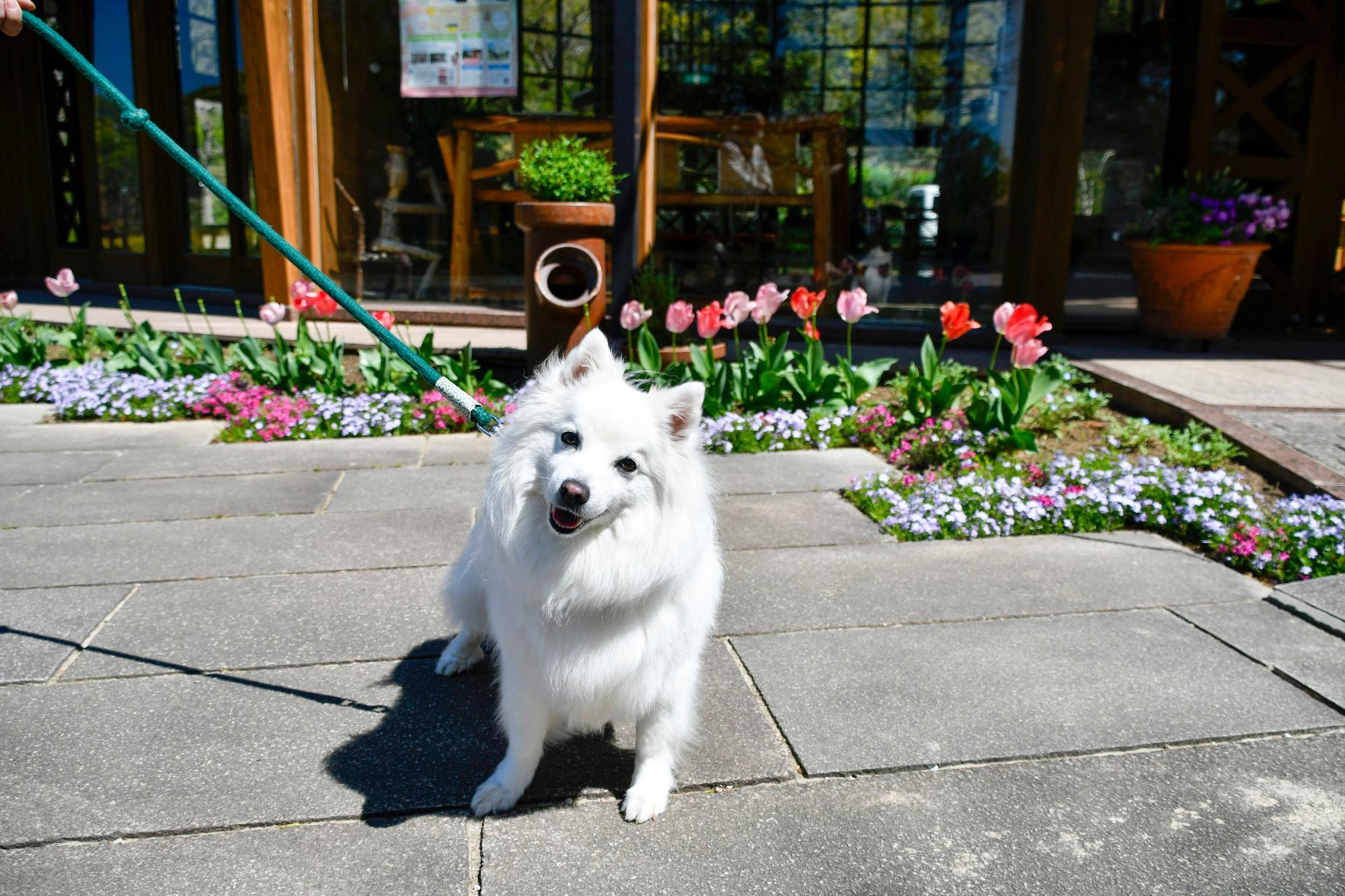 於大公園を散歩する犬