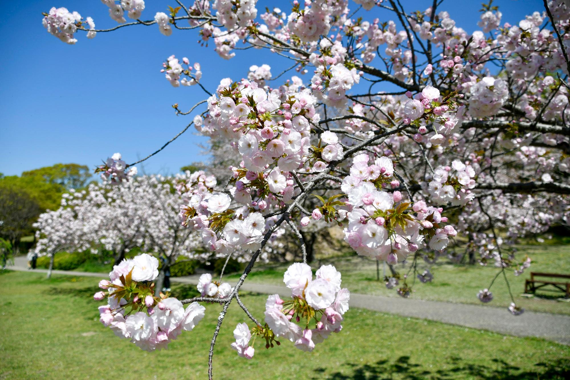 於大公園の八重桜
