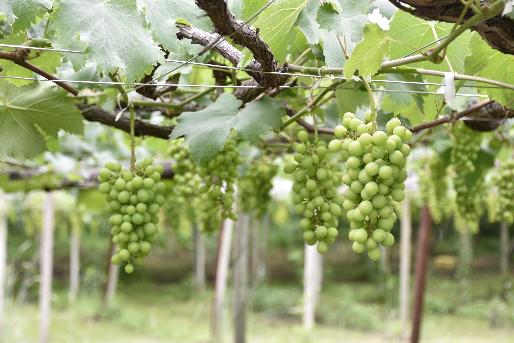 摘果ぶどうの写真